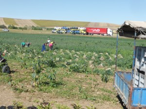 That is a field of onions being picked and for Garner: that is a BIG RED TRUCK