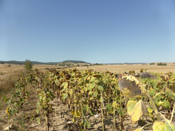 Just a pretty picture  with a little village in the distance. ( Interesting how accurately we can estimate time to walk - that village is about 15 min away). Note the sunflowers - no longer pointing toward the sun, we do not know why they are grown, most of the seeds have been eaten by the birds