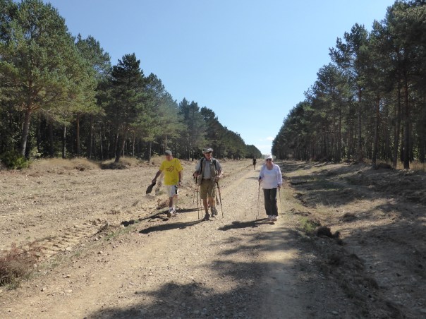 Suddenly we are almost back up at the 000 foot level. Here in beautiful pine forrest walking a fire line cut from the managed pine forest