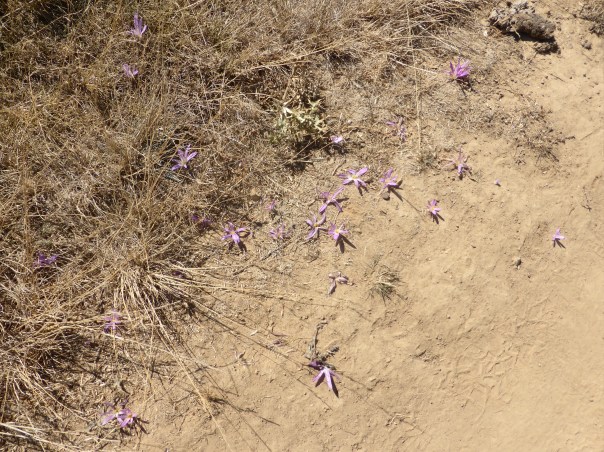 You have to look closely - these tiny blossoms seemingly arise from the dirt without stems or leaves. They appear to have been thrown there.