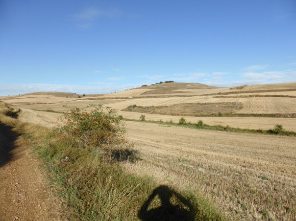 Walked through miles of the Mesata area today. Much like foothills of southern Alberta except no farm houses. We assume that this land never has been owned by the small farmer, that is not the way European history worked. Peasants simply worked the land for the land owner - the state or church. Fundamental difference between population distribution in Europe and the new world. Here rural population is centred in  small villages as it always has. Problem now is that these small villages are dying as the population turns to the larger centres in search of work.