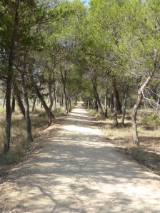 A rare sight - straight, flat, even surfaced and in the shade! Wow happiness is!!!