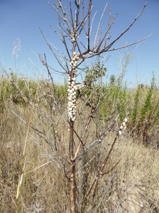 Those are very small snails - behaving like parasites on plants that look like dandelions. They seem to be the only ones they attack. 