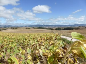 Off in the distance is our morning's start point. Here we are in a sunflower field, have walked 8 km and are on our way to a 1500 foot high ridge topped with windmills supplying all the power for Pamplona, population  200,000