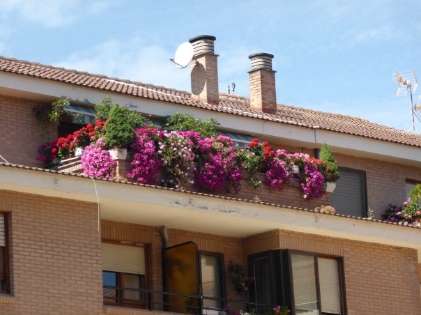 Beautiful flowers everywhere