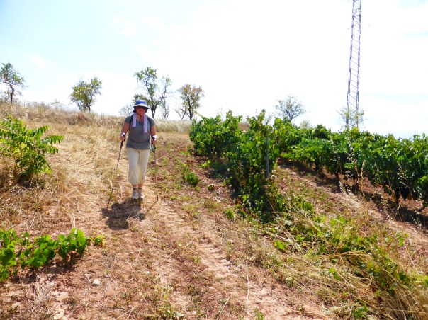 We did something a bit off piste today. Seeing that the Camino course was going to be longer and with a higher pass, we decided to cut out on our own. Part of our overland ( and dale)  route took us through vineyards and really basic dirt paths. It was hot and dirty going. Don't think we will try that again. If the proven Camino path is good enough for the hundreds of thousands before us, we accept that it is good enough for us.