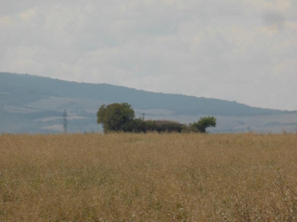 Many of you reading this will remember our beloved dachshund "Yeager".... We felt for sure that this was our old buddy and not a tree line on the horizon.