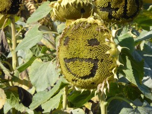 A sunflower happy face done by pilgrams