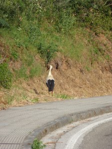 This guy is the first stork that we have seen actually walking the Camino!