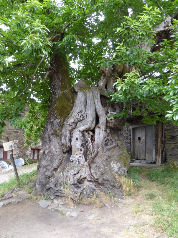 Ancient chestnut tree. How ancient who knows, the sign didn't say! Interesting that chestnuts are not just for human consumption but for animal fodder as well. 