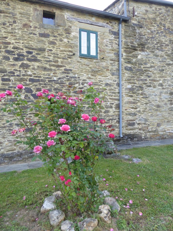 Roses, roses roses everywhere on the Camino. Here outside the manor house. 