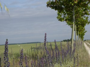 Looking like a miniature blue hollyhock, these weeds bring even more colour to the route. Note the line of plane trees ... There are miles and miles of thers trees, and remarkably, they are ALL WATERED by a watering system!