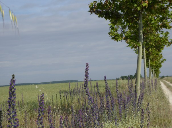 Looking like a miniature blue hollyhock, these weeds bring even more colour to the route. Note the line of plane trees ... There are miles and miles of thers trees, and remarkably, they are ALL WATERED by a watering system!