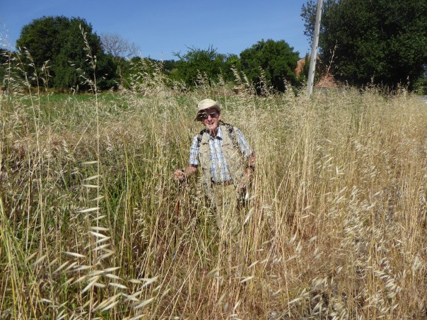 And some days you can't see the forest for the grass. ' Anyone seen a Camino Trail sign ? '