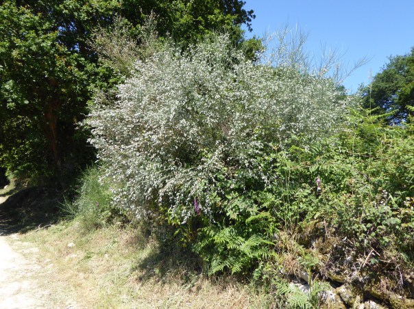 For those of you following us for the past  four weeks, you will have seen a lot of broom, that common invasive plant seemingly everywhere on the coast of BC.  And there is a lot of it here, so much that it almost becomes a beautiful part of the landscape. You may remember how the yellow petals were used to make a festive display on the pavement to mark Corpus Christie Sunday two weeks ago in Astorga. Well here it is in a new format where the seeds take on a white fuzzy fur making the plant look like a giant pussy willow bush!