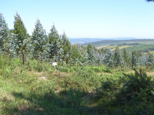 The other kind of eucalyptus - 