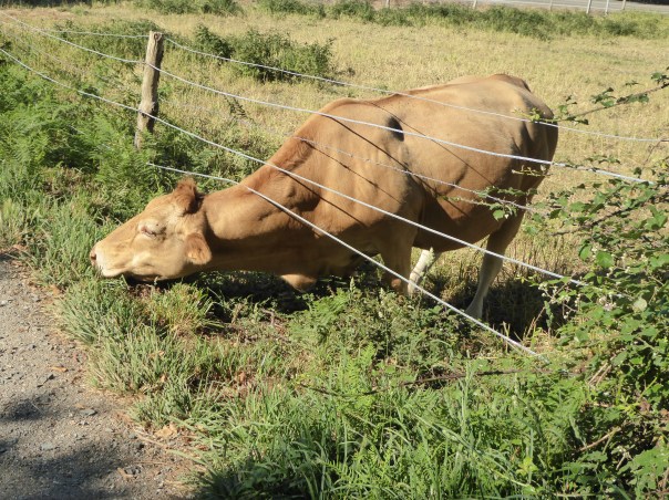 This guy will do anything for a bit of grass!