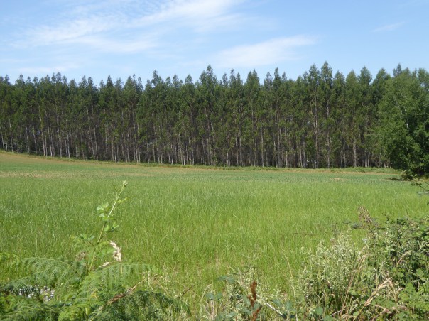 Typical forests of very tall Rainbow eucalyptus trees. 