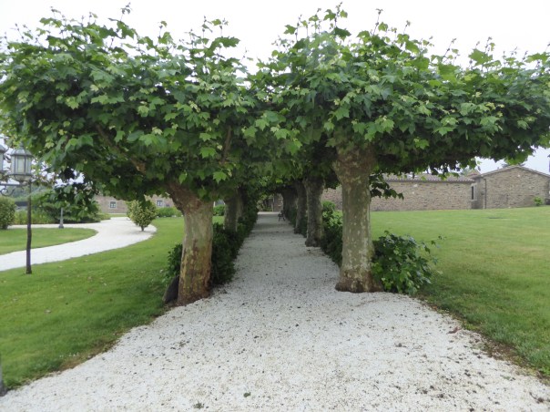Pollarded plane trees forming a beautiful canopied pathway.  This is so common in Spain. 
