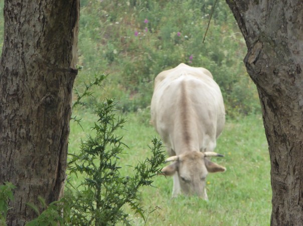 In a country of brunettes this is called a  'Galician  blonde!'