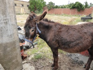 Good old 'Martin' - here he was giving us directions once again