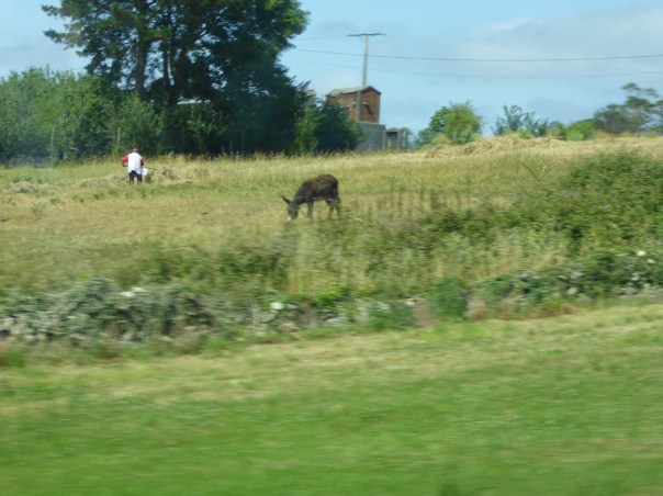 Our last Martin sighting, at rest in a pasture after a long walk!