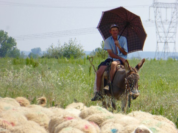 been waiting to post this one: - a Camino Classic. Just before the town of Mazarife.  This shepherd, along with 
