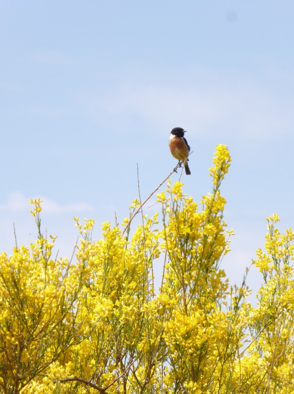 Every day we are treated to a chorus of songbirds, determined to lift our feet and spirits. Here is one little guy sitting atop some broom, just  determined to make us smile.