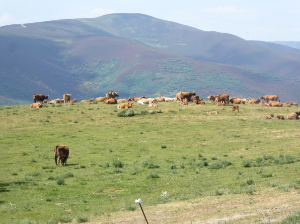 The scene near the top of the Leon Mountains. What a beautiful sight. Bet those cows don't climb it every day.  