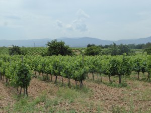 Wine country. The vineyards are so well maintained. 